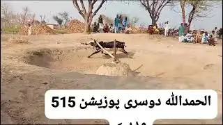 #pakistanibullrace #punjab//    بیل دوڑ