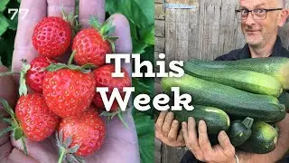 Planting Zucchini from Seeds | AKA Courgettes