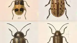 confusing coleopterists / 🤔🐞
