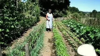 Cultivando el Küme Mongen. Capítulo 1.