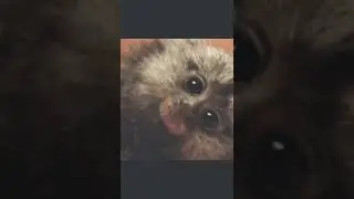 Monkey funny video🙉.#shorts#monkeyjokes #monkeys #jokeshorts #video #joke #Funny #monkeyvideo