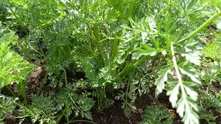 Carrots  Farming. Easiest way to broadcast carrots in the field. 🥕
