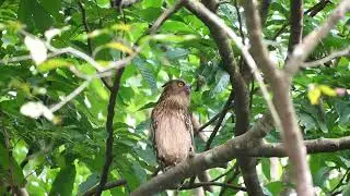 Buffy Fish Owl