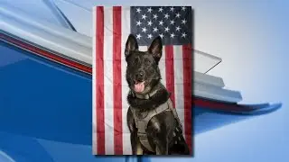 Tamarack the service dog to be returned to Ingham County Animal Control