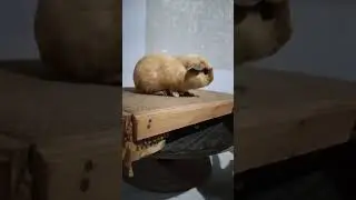 AMERICAN CREAM #marmut #pets #puppy #cuyes #animals #guineapig #cavy #sorotan #shortvideo #shorts