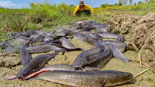 UNBELIEVABLE! Thousands of Catfish Trapped on Dry Land 😱