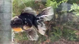 19491 Black Kirin Rosetail Oranda