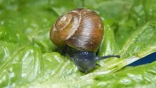 Mesomphix vulgatus H. B. Baker, 1933 Common Button Snail