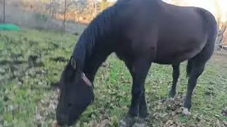 esta mañana no pude hacer directos