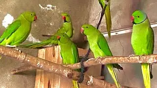 Green parrots 🦜 foryou long videos mashallah 🥰 bards parming in the long viloge 