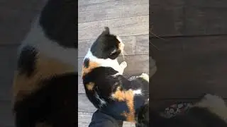 #чего ты хочешь, Такас?