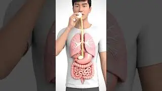 3D Egg Digestion Explained&ndash;See How Eggs Break Down Inside Your Body With Real Human Organs#3danatomy