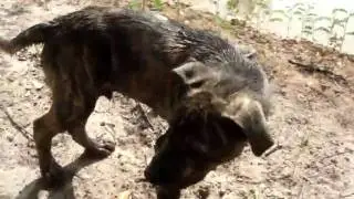 Samson explores the Rickity Ranch tank