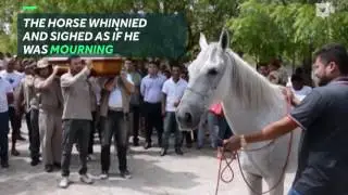 Heart-breaking moment horse cries at owner's funeral