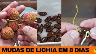 o Segredo Para GERMINAR Sementes de LIXIA em Em Oito Dias