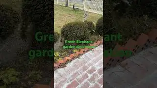 Green elephant garden decoration with English box