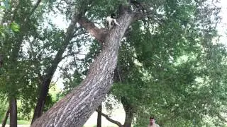 Treeing Walker Coonhound mix climbing tree. Elvis.