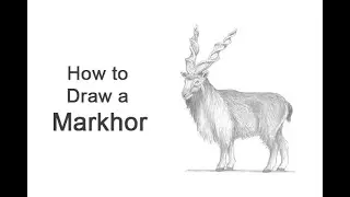 How to Draw a Markhor