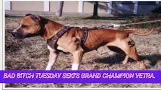 Seki's Grand Champion Vetra 8xW, 1 Draw.