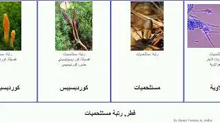فطر, رتبة مستلحميات fungus مغزلاوية الشيلم كورديسيبس Instrumental النخر مغزلي الزومبي مهماز دبوسي