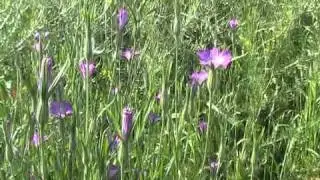 Koukol poln&iacute; Agrostemma githago.mpg