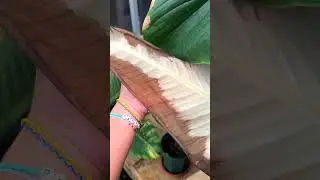 Have you ever seen a fully white variegated banana tree?! #shorts