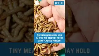 Tiny mealworms may hold part of the solution to our giant plastics problem