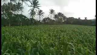 #BuhayNgProbensiyanu Calayan,Cagayan island #Iloveit😘😘😘