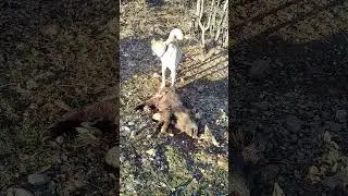 SİNTOŞ DOMUZU YERKEN, HAN&Ccedil;O'NUN SALDIRISINA UĞRADI 🦮🐕&zwj;🦺