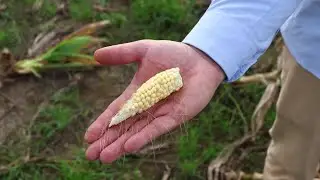Leafhopper bug plagues Argentina's corn fields | REUTERS