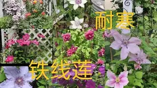 Collection of 17 Types Of Clematis Blooming In My Garden Last Year 去年我家花園裡盛開的 17 種鐵線蓮