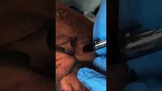 #shorts lion hair tattoo detail | tattoo process | lion tattoo #tattoo #tattooprocess #animaltattoo