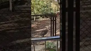 #wildlife #animals #nature #zoo #yt #ytshorts #ytviral #bennargatta #bangaloretouristplaces