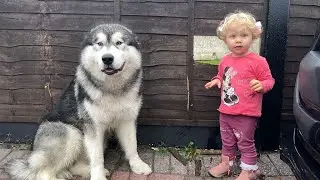 Baby Tells Off Dog For Destroying Fence! (Cutest Ever!!)