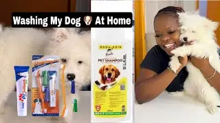 HOW I BATHE MY PUPPY AT HOME || time to shower my multese dog