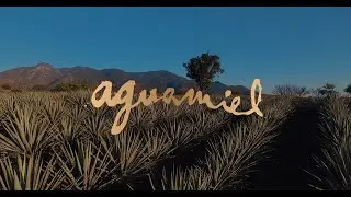 Aguamiel Agave Field