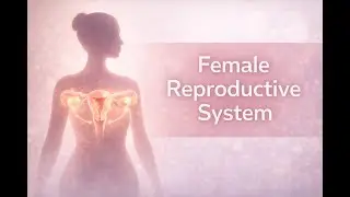 Female Reproductive system Explained/ Functions & Menstrual Cycle.