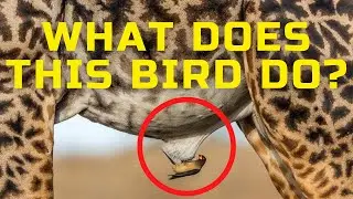 OXPECKER RESCUE FROM PARASITES ALL LARGE ANIMALS IN AFRICA - INTERESTING FACTS ABOUT BIRDS