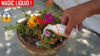 MAGICAL FERTILIZER FOR ANY PLANT (100% success result)