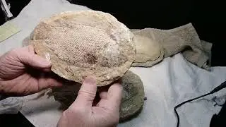 Fossil Concretions From Brazil.  Wow!!!