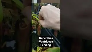 Nepenthes Ventricosa Feeding #carnivorousplants #nature #plants #pitcherplants