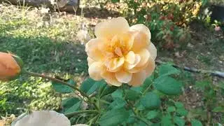 Spotlight on Port Sunlight (Spotlight on Roses series #19)