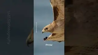 Beautiful adult Red-tailed Hawk up close and personal.. #hawk #redtailedhawk #birdsofprey #wildlife