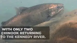 Clayoquot Chinook Crisis