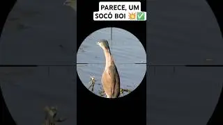 ca&ccedil;ada de soc&oacute; #ca&ccedil;adas #carabina #aventuras #sniper #luneta #ca&ccedil;ada #veado #dove #mato #ro&ccedil;a #aves