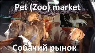 Собачий рынок в Бишкеке #dogbazar #dogmarket #dogrinok
