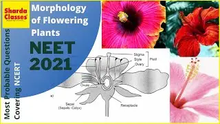 Morphology of Flowering Plants, Topic of XI | #Biology Revision for #NEET | Sharda Classes , Nagpur
