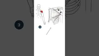 🔍 Pec Major Trigger Points: Your Guide to Chest Pain Relief 💪