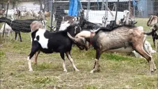 Goat Fight: Dominic VS JP - BUCK VS BUCK Introductory Behavior