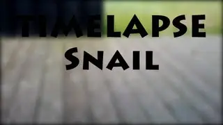 Timelapse: Snail